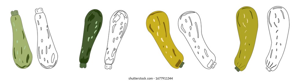 Set color and doodle zucchini squash hand drawn vector illustration . Isolated vegetable colorful object. Detailed vegetarian food drawing. Farm market product. Great for menu, label, icon