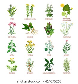 Set of color flat icons healing herbs with name using in medicinal practice and phytotherapy vector illustration