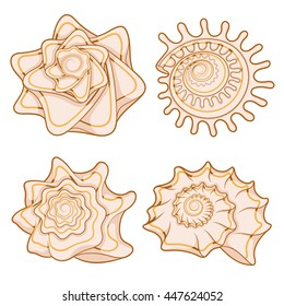 Set of color graphic sea shells. Isolated objects with shadow on white background. 