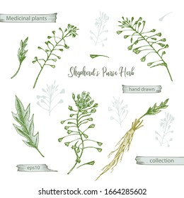 Set color hand drawn of Shepherds Purse root, lives and flowers isolated on white background. Retro vintage graphic design. Botanical sketch drawing, engraving style. Vector illustration.