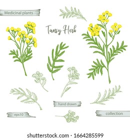 Set color hand drawn of tansy, lives and flowers isolated on white background. Retro vintage graphic design. Botanical sketch drawing, engraving style. Vector illustration.