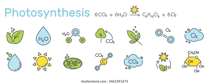 Set of color icons related to photosynthesis. Equation, chloroplast, chlorophyll, sun, water, glucose, sugar, leaf, plant vector illustration.