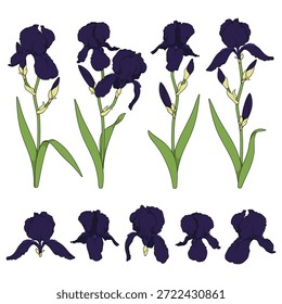 Conjunto de ilustrações coloridas com flores de íris pretas. Objetos vetoriais isolados em plano de fundo branco.