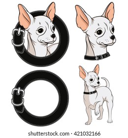 Set of color illustrations with a Chihuahua in a collar. Vector isolated objects.