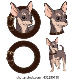 Set of color illustrations with Chihuahua in a collar. Vector isolated objects. 