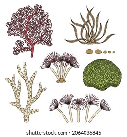 Set of color illustrations with corals and algae. Isolated vector objects on a white background.