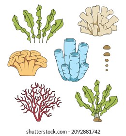 Set of color illustrations with corals and algae. Isolated vector objects on a white background.