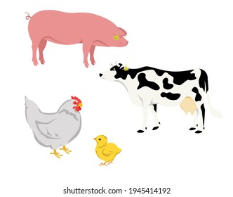 Set of color illustrations of farm animals: pig, cow, laying hen and chicken. Suitable for children's literature, as well as for the design of thematic articles, websites, advertising on agriculture 