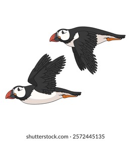 Set of color illustrations with flying puffin bird. Isolated vector objects on a white background.