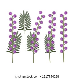 Conjunto de ilustraciones de color con flores mimosa. Objetos vectoriales aislados sobre un fondo blanco.