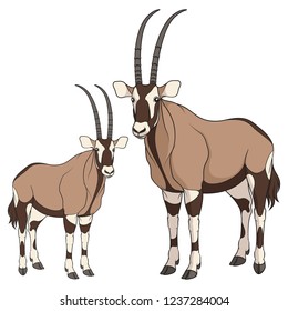 Set of color illustrations with oryx antelope. Isolated vector objects on white background.