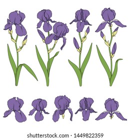 Set of color illustrations with purple iris flowers. Isolated vector objects on white background.