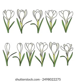 Set of color illustrations with white crocus flowers, saffron. Isolated vector objects on white background.