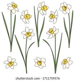 Set of color illustrations with white daffodils. Isolated vector objects on a white background.