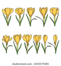 Set of color illustrations with yellow crocus flowers, saffron. Isolated vector objects on a white background.