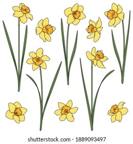 Set of color illustrations with yellow daffodils. Isolated vector objects on a white background.