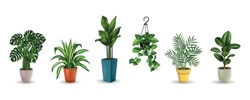 Eine Reihe Von Farbbildern Verschiedener Hauspflanzen In Töpfen Verschiedener Formen Realistische Vektorgrafik