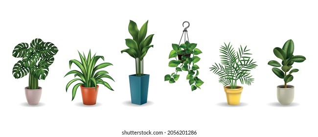 A set of color images of different house plants in pots of various shapes realistic vector illustration