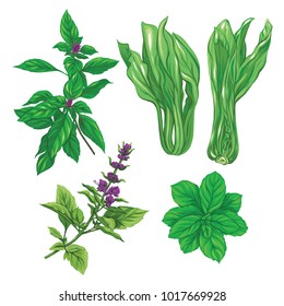 Set of color images of a thai basil, mint and cabbage pak choi. Hand drawn colorful vector illustration without transparent and gradients.