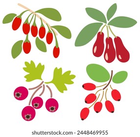 set of color isolated berries in flat shape style in vector. image of natural healthy eco food.template for logo sticker poster print decor design