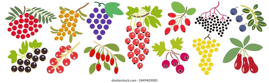 set of color isolated berries in flat shape style in vector. image of natural healthy eco food.template for logo sticker poster print decor design