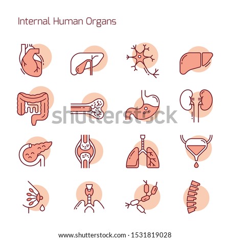 Set of color linear vector icons of human internal organs. Suitable for print, web and presentations.