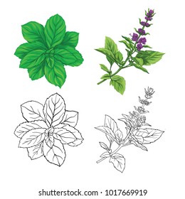 Set of color and outline images of a thai basil and mint. Hand drawn colorful vector illustration without transparent and gradients.