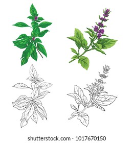 Set of color and outline images of a thai basil. Hand drawn colorful vector illustration without transparent and gradients.
