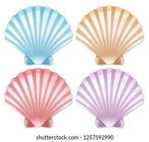 Set of color scallop shell illustration