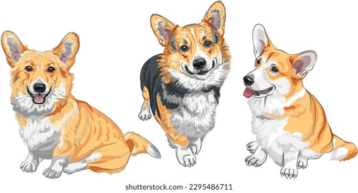 Set of color sketches of dog Pembroke Welsh corgi breed smiling