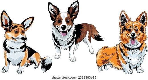 Set of color sketches of dog Welsh corgi breed smiling