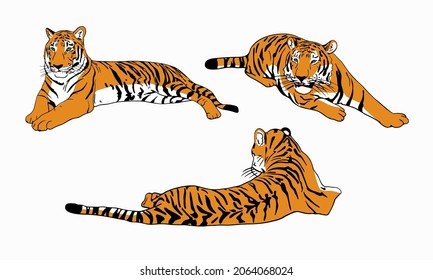 Set of color tigers simple chinese tiger design vector illustration isolated on white background