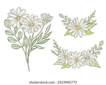 Conjunto de ramos de Vector de color de manzanilla con hojas y verdor. Gráficos dibujados a mano, composiciones de color con flores de margarita. Diseño y decoración de cosméticos, envases de té de hierbas.