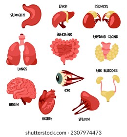 A set of color vector illustrations of human internal organs. Suitable for printing, Internet and presentations. Simple illustrations of organs in the flat style. Cartoon, tutorial