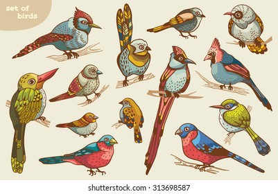 Set of colored cartoon birds. Vector of animal illustration.