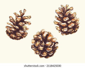 A set of colored cones vector