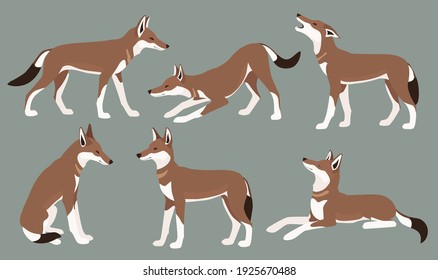 Set of colored flat icons of ethiopian wolf in different poses. One of endangered species of animals.