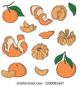 Set of colored flat whole, half, sliced, peeled tangerines on branch with leaves. Hand drawn vector sketch illustrations in simple doodle line style. Winter citrus fresh fruit, juice, vitamins healthy
