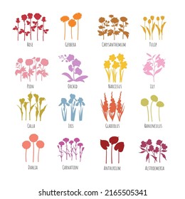 Set of colored flowers silhouettes: Rose, Gerbera, Chrysanthemum, Tulip, Pion, Orchid, Narcissus, Lily, Calla, Iris, Gladiolus, Ranunculus, Dahlia, Carnation, Anthurium, Alstroemeria. Line graphics