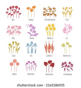 Set of colored flowers silhouettes with slotted line: Rose, Gerbera, Chrysanthemum, Tulip, Pion, Orchid, Narcissus, Lily, Calla, Iris, Gladiolus, Ranunculus, Dahlia, Carnation, Anthurium, Alstroemeria