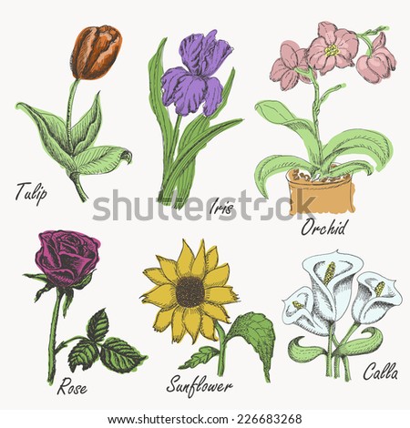 Set of colored flowers - tulip, iris, orchid, rose, sunflower and calla. Hand drawing. Vector illustrations