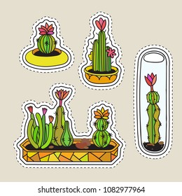 Set of colored funny cute cartoon cactus patch with black contour. Cactuses with flowers in terrariums and pots. Design elements for tag, label, sticker, icon, badge, t-shirt. Vector illustration.