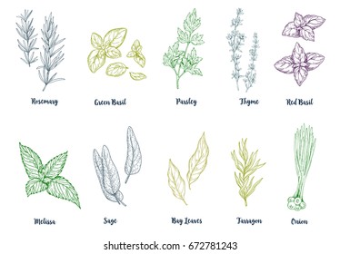 Set of colored hand drawn culinary herbs and spices, vector illustration