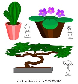 Set of colored house plants in pots: cactus, violet and bonsai. Vector illustration