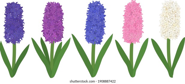 Set colored hyacinths  flowers. Botanical colourful vector illustration