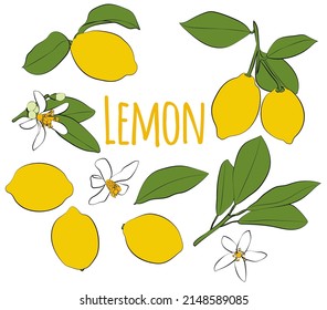 Set of colored lemons with leaves and flowers. Vector graphics