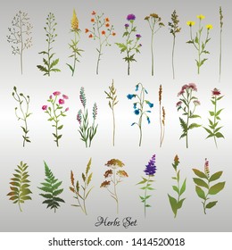 Set of colored meadow herbs and flowers. Design floral elements. Vector illustration.