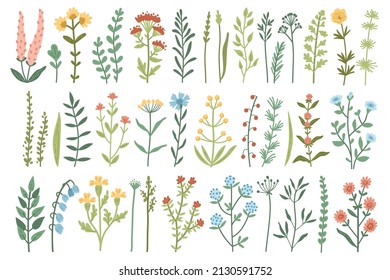 Set of colored meadow herbs and flowers. Creative vector floral elements for postcard decoration packaging. Wild flowers collection