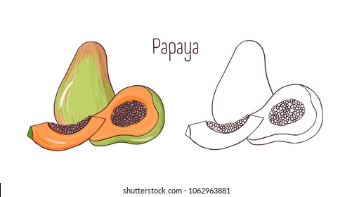Set colored   monochrome outline drawings whole   cut papaya isolated white background  Bundle sweet juicy exotic fruit  healthy tropical veggie dessert  Realistic vector illustration 