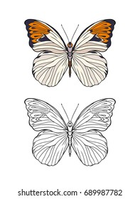 Set of colored and outline butterfly. 